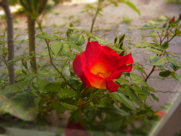 a0305046_11222286.jpg