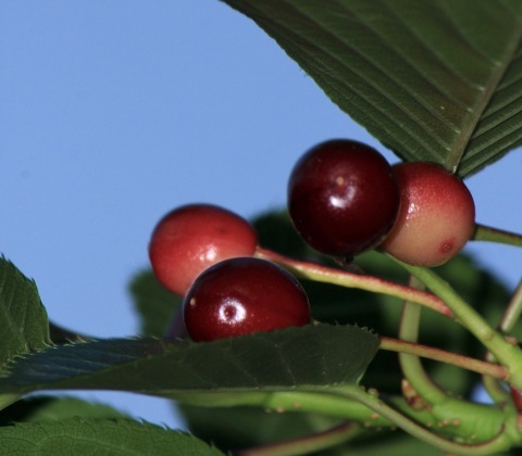 a0248459_16213839.jpg