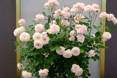 e0088260_9371780.jpg