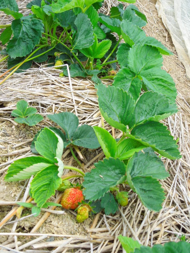 e0107171_0102756.jpg