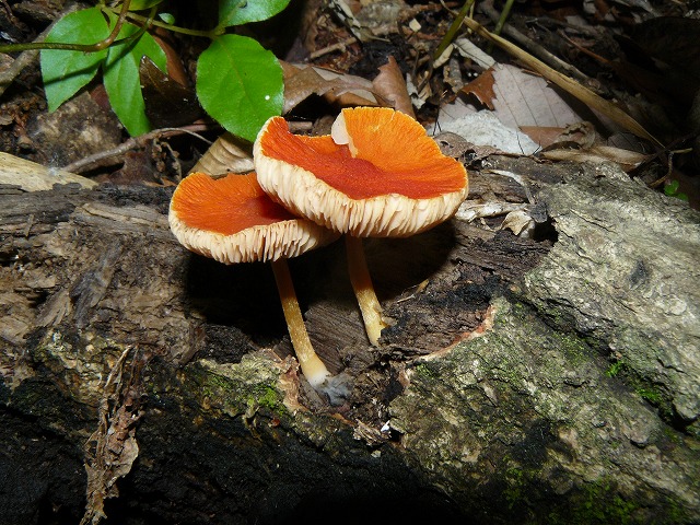 d0019074_605518.jpg
