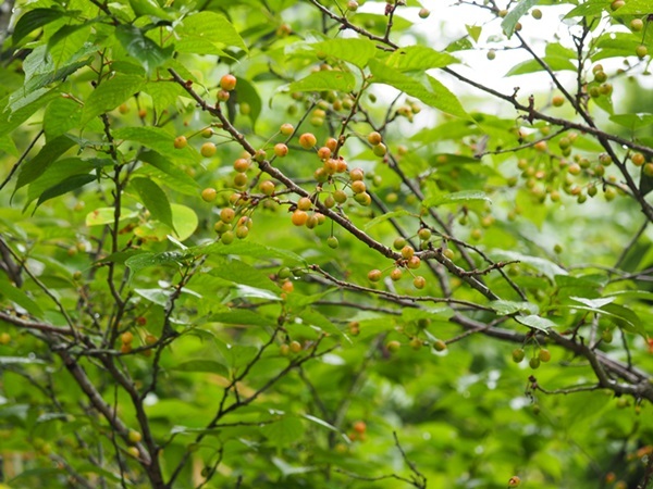 e0264374_12420764.jpg