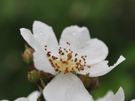 e0264374_12431974.jpg