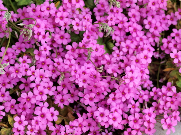 a0347276_17152147.jpg