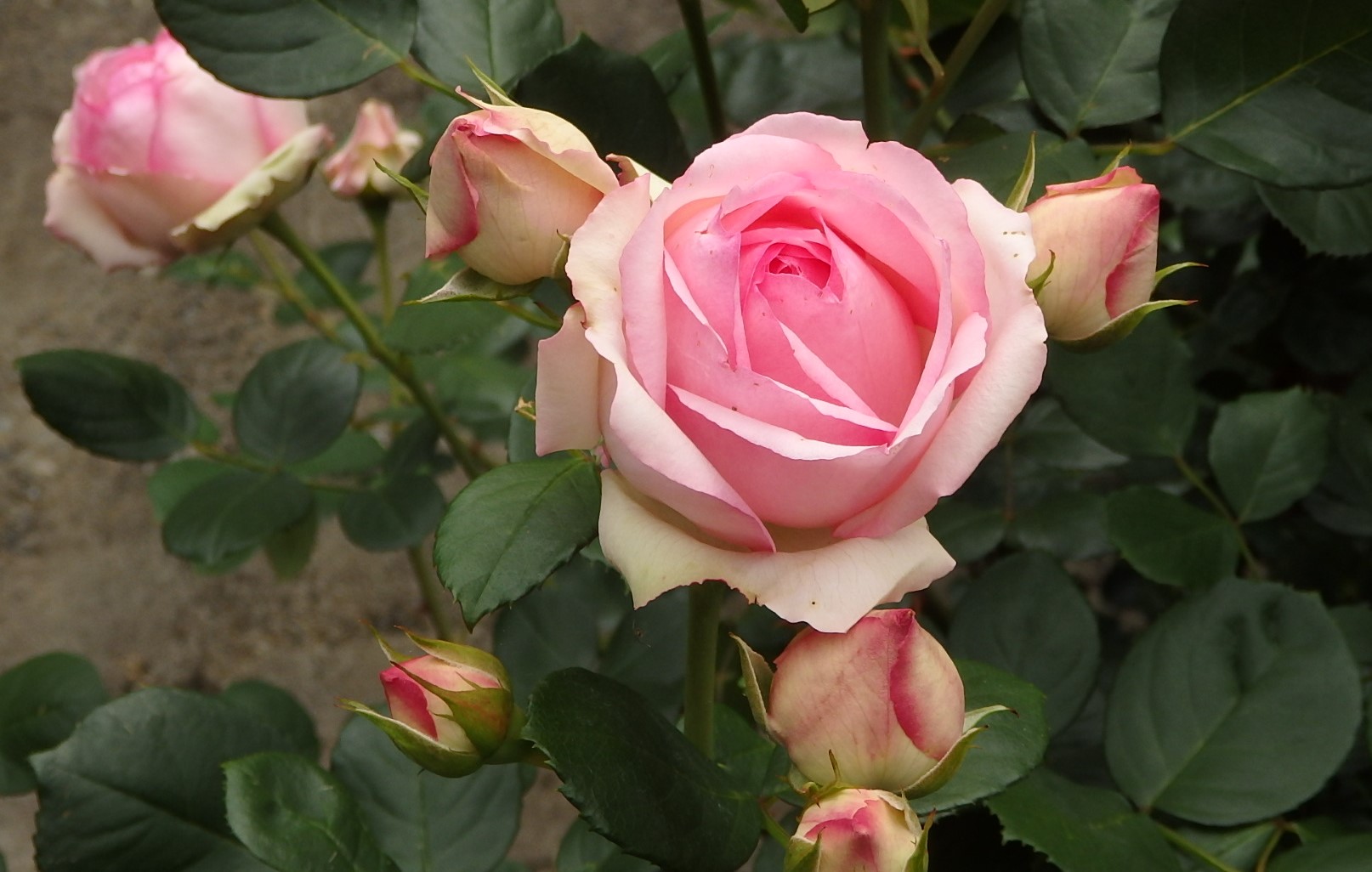 b0197486_17265491.jpg