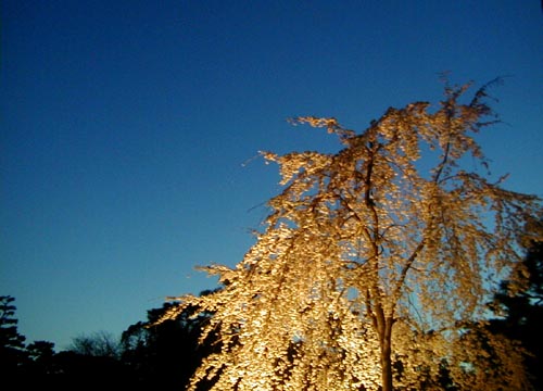 d0053294_1729075.jpg