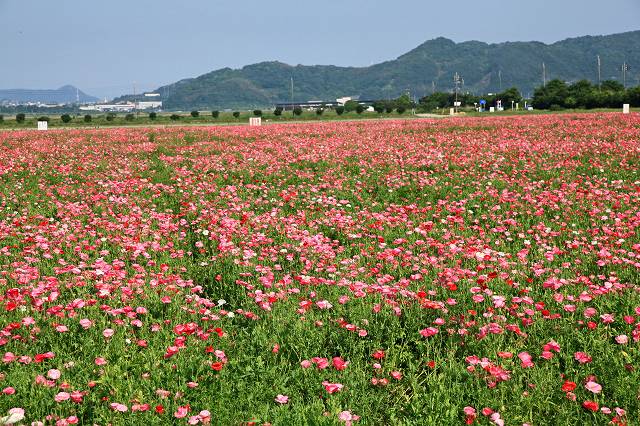 a0242438_19331456.jpg