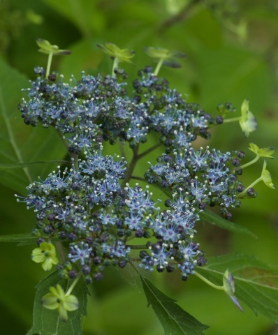 a0248459_16092782.jpg