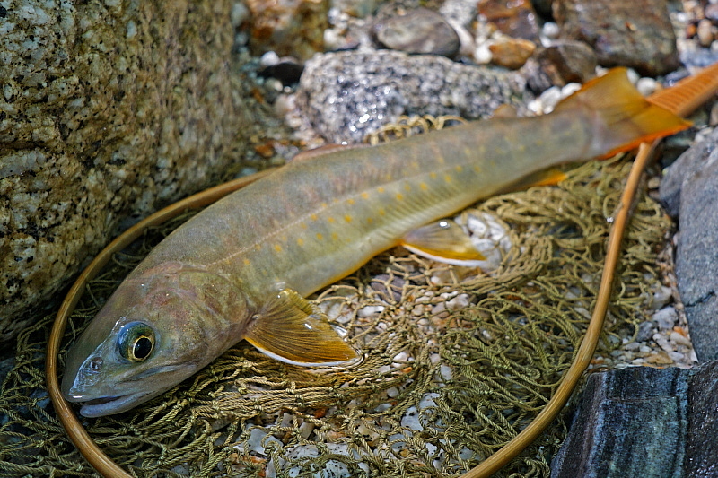 c0339900_2072533.jpg