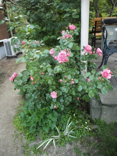 b0307008_22375996.jpg