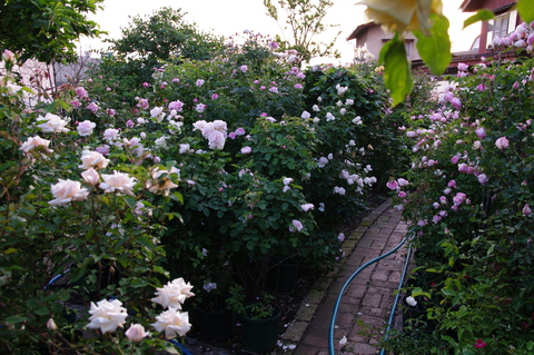 a0168218_2348521.jpg