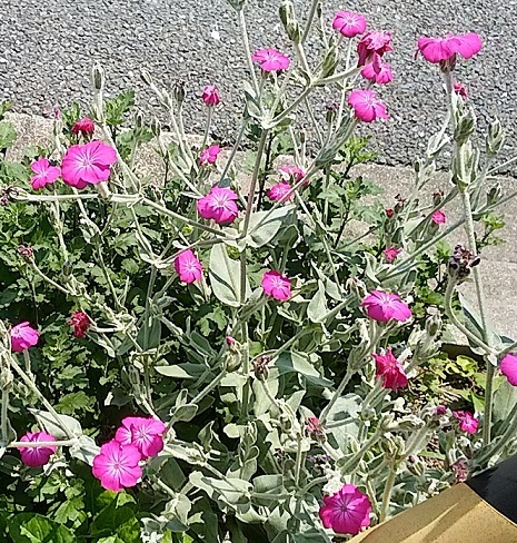 c0280322_22525014.jpg