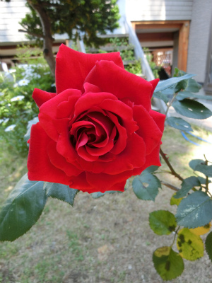 b0128423_9131665.jpg