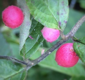 f0309325_08461061.jpg