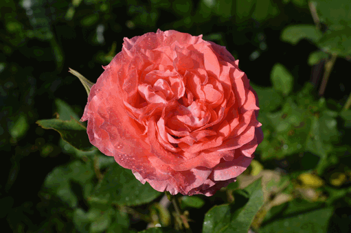 c0136736_16123159.gif