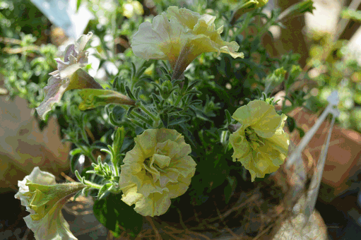 c0136736_16132515.gif