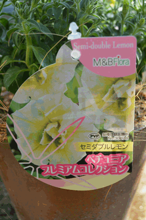 c0136736_16133758.gif