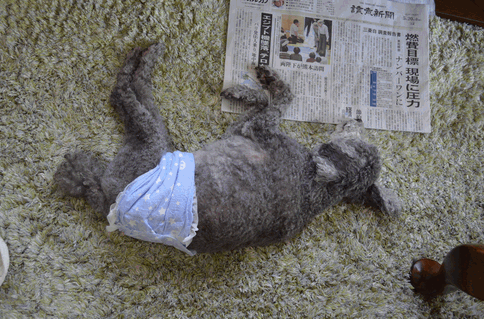 c0136736_16202782.gif