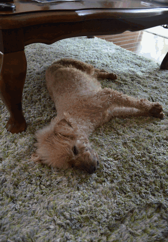 c0136736_16232886.gif