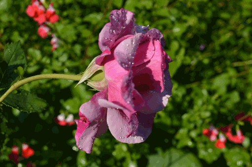 c0136736_1691231.gif