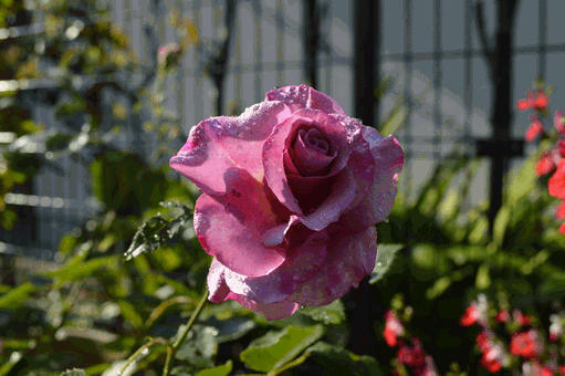 c0136736_169478.gif