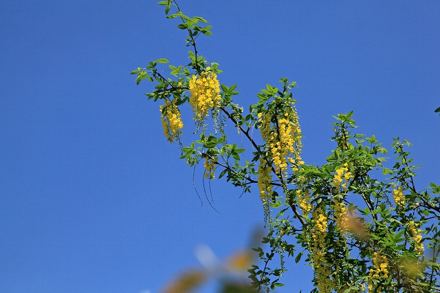a0242438_18563526.jpg