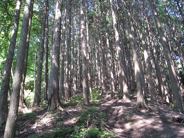 c0077338_7335477.jpg