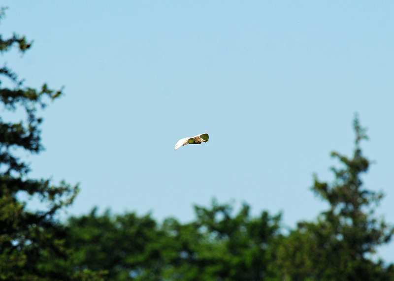 d0290240_06521997.gif