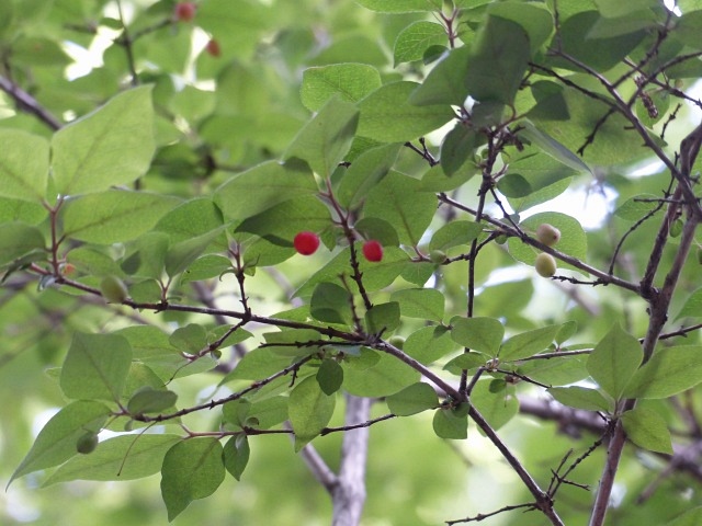 f0357487_22291464.jpg