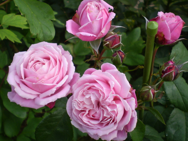 a0135990_2292912.jpg