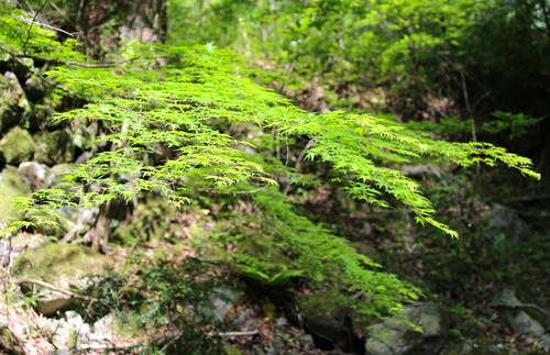 f0141392_19232543.jpg