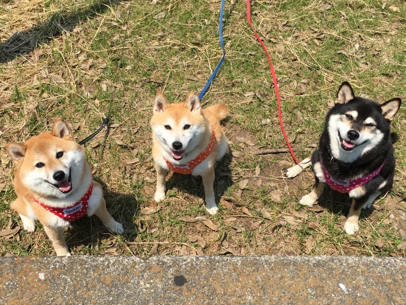 f0360794_16252293.jpeg
