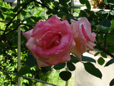 c0125501_052252.jpg