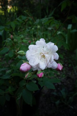 e0206902_1458194.jpg