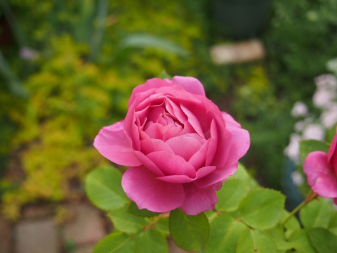 c0117007_2350261.jpg
