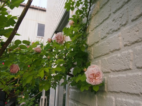 c0117007_23524579.jpg
