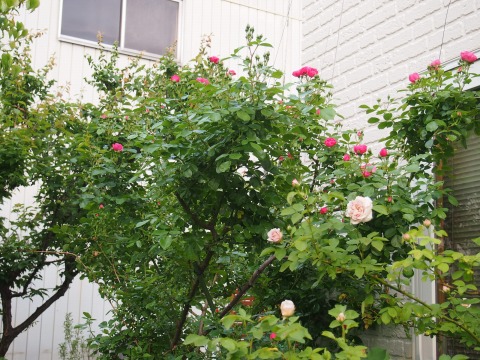 c0117007_23555922.jpg