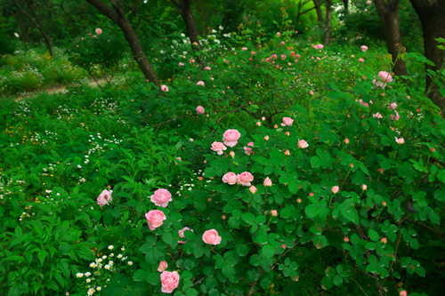 a0263109_1683988.jpg