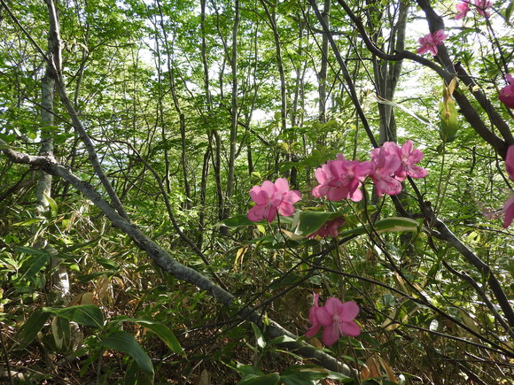 f0118332_1442231.jpg