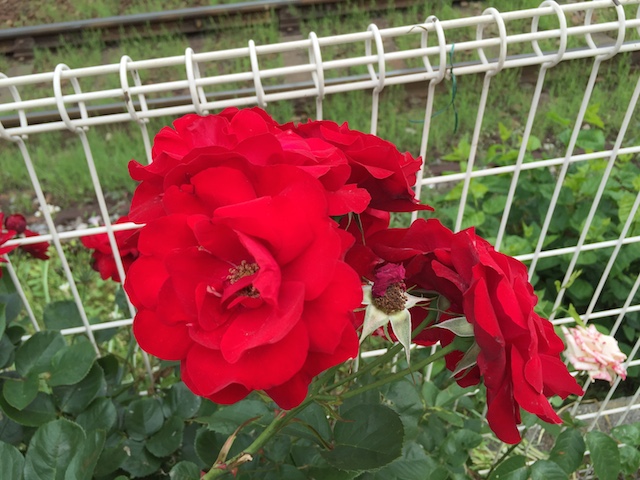 e0081334_155038.jpg
