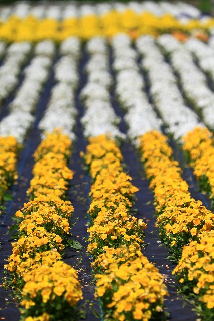 a0242438_19504597.jpg