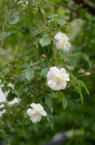 c0186463_1271541.jpg
