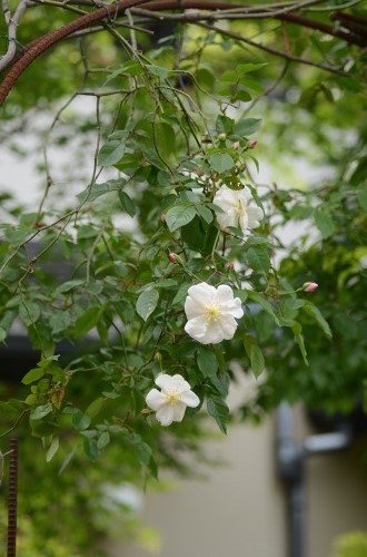 c0186463_1365689.jpg