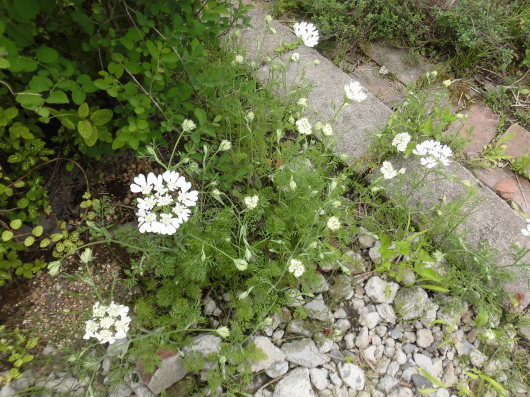 b0035611_20023305.jpg