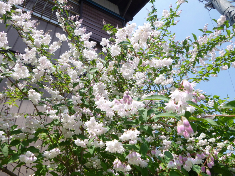 d0170615_9151954.jpg
