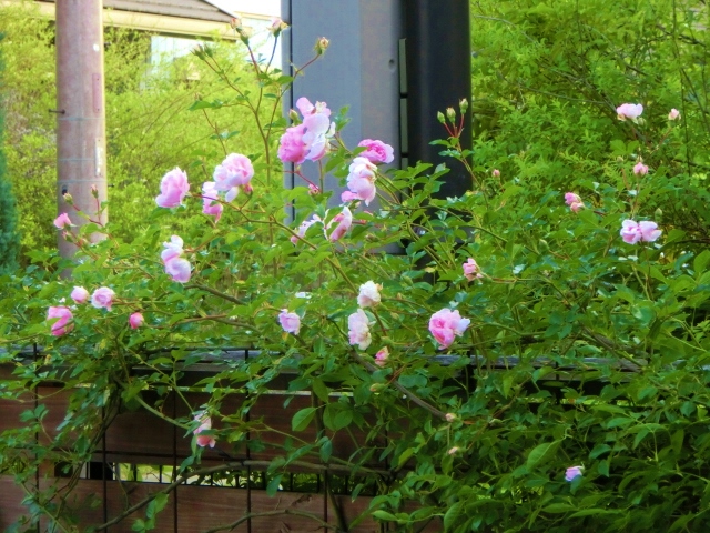 c0204121_942778.jpg