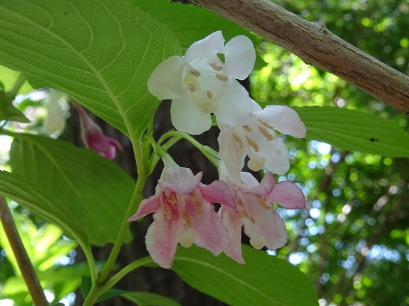 b0299042_1145169.jpg