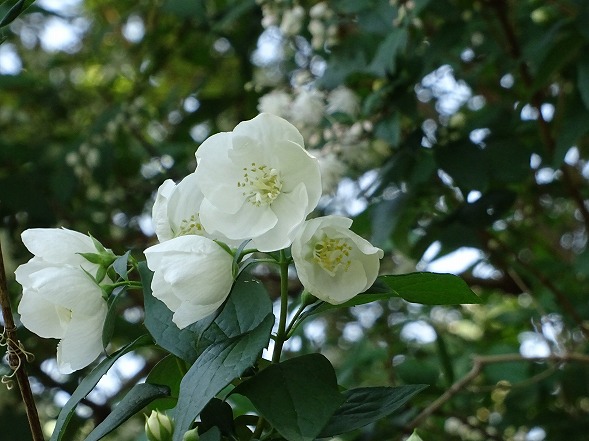 b0299042_11452621.jpg