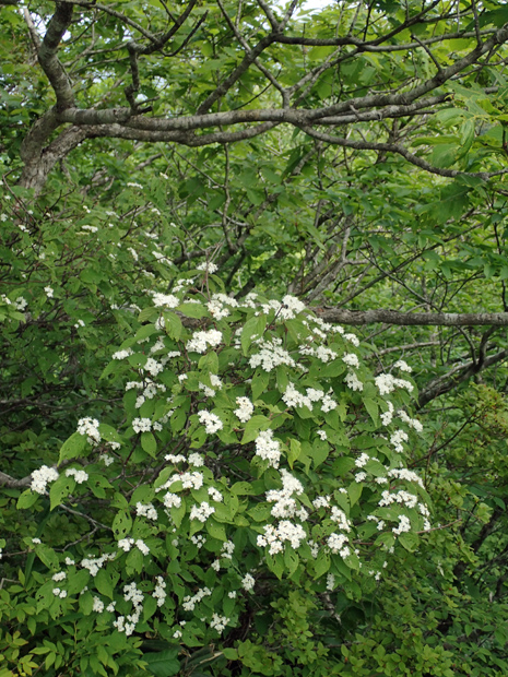 f0214649_4552498.jpg