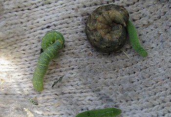 f0003283_19163821.jpg